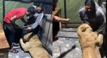lion-attack-viral-video
