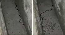 Common-krait-snake-viral-video-fact-check