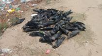 50-crows-3-dogs-standaly-died-in-pumpukar