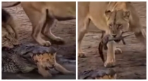 Lion-crocodile-cub-rescue-viral-video