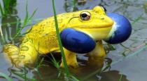 yellow-frogs-video-goes-viral