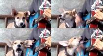 Dog singing corono awareness song video goes viral