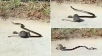 Mother rat saves its cub from snake video goes viral