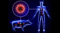 Swine flu symptoms and precaution in tamil 