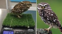 A Little Owl Was Put On A Diet After Becoming Too Fat To Fly