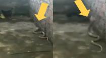 Brave mom save her chicks from cobra fighting video goes viral