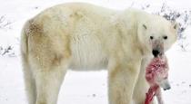Male Polar Bear Chases and Eats Cub video goes viral