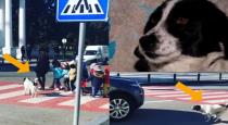 Dog act like traffic police video goes viral