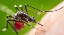 Australian scientist invented new way to stop dengue