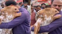 goat crying with owner