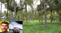 virudhunagar-coconut-worker-dies-accidentally