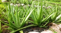 Benefits of Alovera 