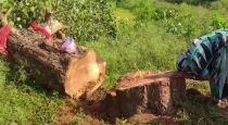 old-woman-cries-over-peepal-tree-cutting-in-chhattisgar-TWTAC3