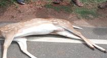 deer accident in pudukkottai