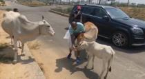 sikar-dhawan-give-food-for-cow
