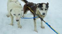 Dogs saved owners who stuck in snow shores