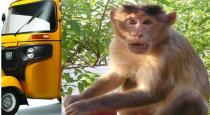 the-monkey-who-traveled-22-kilometers-to-avenge-the-aut