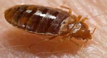 emergency-number-for-killing-cockroach-in-france