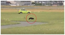 bear-enters-yamagata-airport-japan