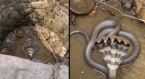 Five-headed-snake-viral-video-fact-check