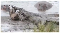 Hippo-saves-wildebeest-from-crocodile-attack
