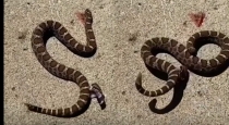 Snake-head-movement-after-decapitation-science-explained