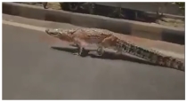 Crocodiles-roam-vadodara-roads-viral-video