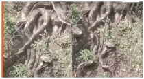 Giant-camouflage-snake-viral-video-shock