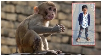 Telangana-boy-death-poisoned-laddu-monkey-control