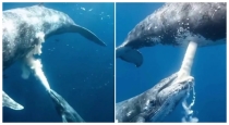 Whale-feeding-calf-rare-underwater-video-viral