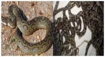 Venomous-snake-39-babies-rescued-from-house