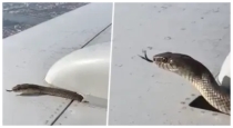 Ai-generated-snake-on-airplane-wing-video-fact-check