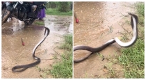 King-cobra-viral-video-strange-movements