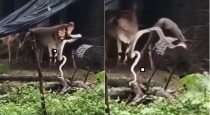 Snake-mongoose-fight-telangana