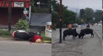 Rishikesh-bull-hits-scooter