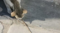 Tirunelveli-cat-saves-family-from-poisonous-snake