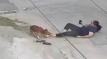 Rohtak-stray-dog-attacks-six-people