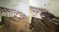 Kozhikode-python-enters-chicken-coop