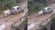 bull-pushes-mud-stuck-car-viral-video