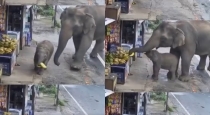 Mother-elephant-stops-calf-from-stealing-fruit