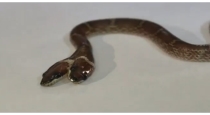 Gujarat-double-headed-wolf-snake-rescued