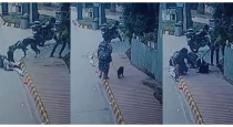 Noida-great-dane-dog-attack-pug-dies