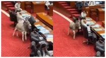 donkey-enters-pakistan-senate-hilarious-incident