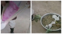 Viral-pelican-video-rabbit-rescue