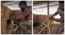 Viral-snake-video-netizens-reactions