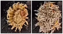 Scorpion-babies-eat-mother