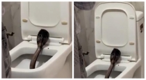 pushkar-hotel-snake-incident