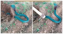 rare-blue-cobra-in-farmers-field