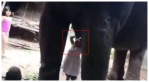 assam-girl-drinks-elephant-milk-video