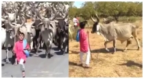 viral-boy-cows-video-gujarat